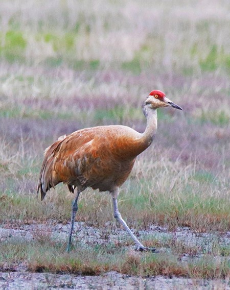A sandhill crane at Creamer39s Field