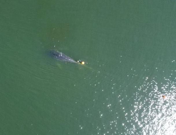 Uncrewed aircraft drone photo taken to assess the entanglement Credit Alaska Department of Fish and GameMichelle Dutro NOAA Fisheries Permit 24359