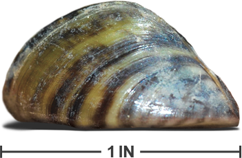 Zebra mussel Photo credit Texasinvasivesorg