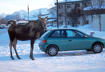 A moose in an Anchorage neighborhood in winter Moose and caribou will lick dirty cars  Vehicles accumulate dirt which has minerals and minerals are hard to come by in the environment during winter Porcupines will chew on axe handles and other items handled by people with sweaty hands to glean salt Moose photo by Rick Sinnott