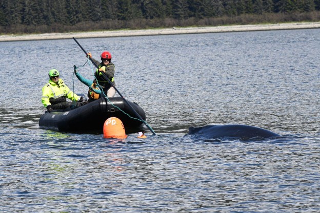 The NOAA Fisheries response team uses poles with specialized knives to cut entangling lines Credit Alaska Department of Fish and GameJamie Musbach NOAA Fisheries Permit 24359