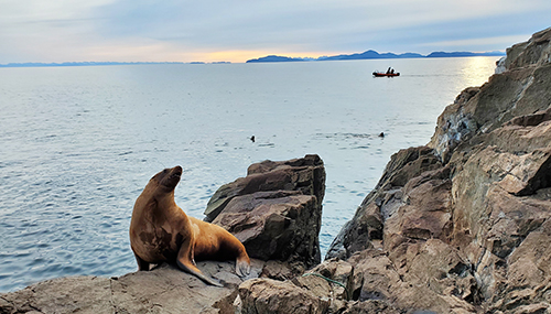 A tagged Steller sea lion shortly before she rejoins her group All research and capture work is done under NMFS MMPAESA Permit No 27503 Photo by Justin Jenniges
