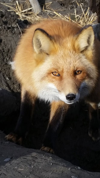 Red foxes are a common sight at round Island as well as songbirds and seabirds