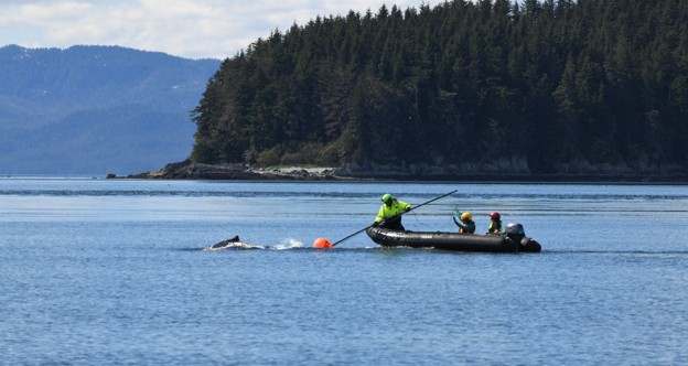 The NOAA Fisheries response team uses poles with specialized knives to cut entangling lines Credit Alaska Department of Fish and GameJamie Musbach NOAA Fisheries Permit 24359