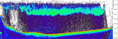Daytime echogram of herring biomass in South Arm Uganik Bay April 2007