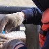 A small tissue sample is also collected from from king and chum salmon and 
deposited into vials for genetic analysis.
