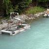 The site also has a fish wheel used to separate sonar-detected fish by species and to collect data on sockeye salmon. Most of the time more than 95 percent 
of the fish migrating upstream are sockeye salmon.