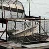 The fish wheel is operated just downstream of the sonar site and 
just upstream of the Sterling Highway bridge.