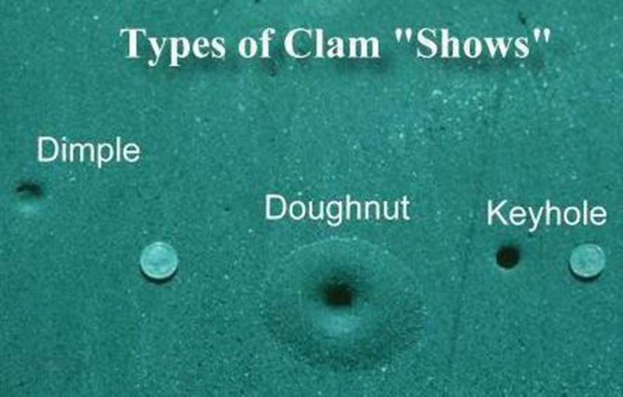 Diagram of hole sizes to show types of clam clans