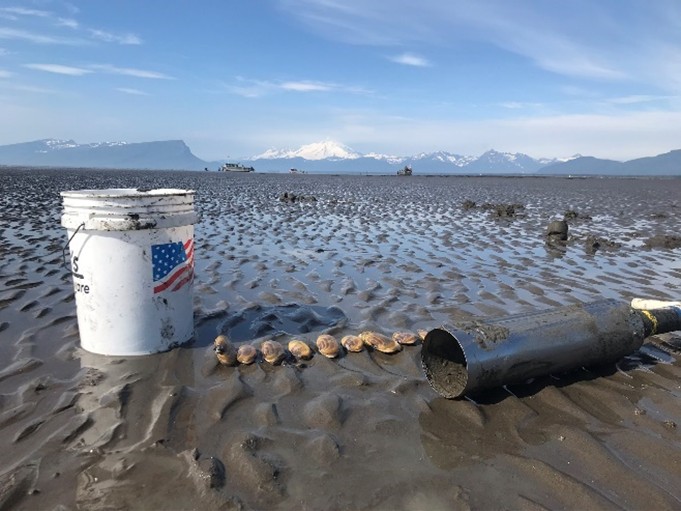 Beach with bucket and line of clams found