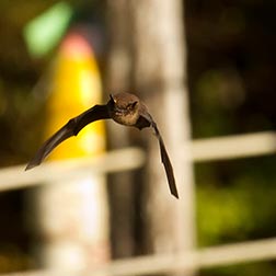 photo of bat