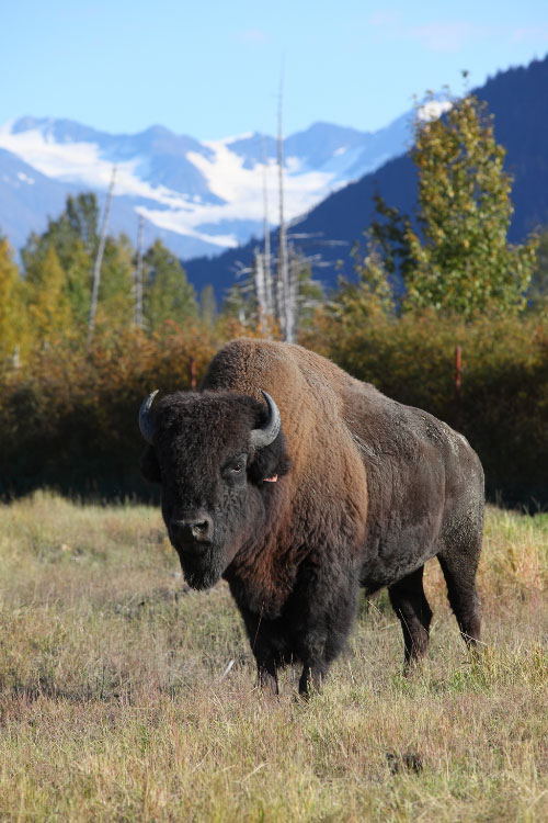Wood Bison - Credits Doug Lindstrand - Alaska Department of Fish and Game (ADFG)