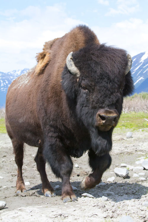 Wood Bison - Credits Doug Lindstrand - Alaska Department of Fish and Game (ADFG)