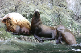 Photo of a Steller Sea Lion