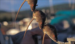 Rats