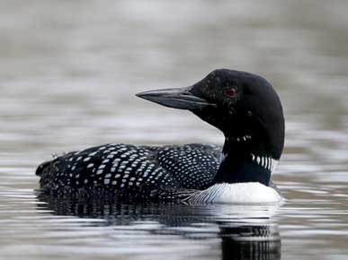 Breeding Common Loon