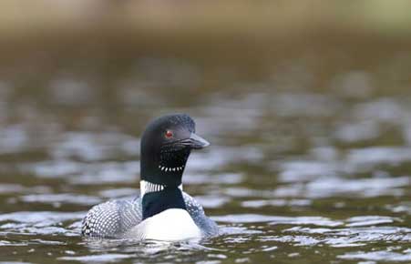 Photo of a Common Loon