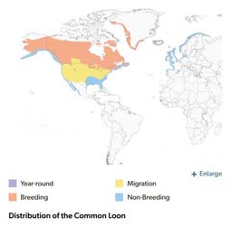 Common Loon range map