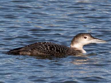 Photo of a Common Loon