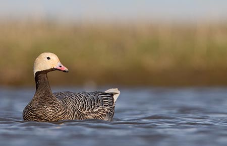 Photo of Emperor Goose