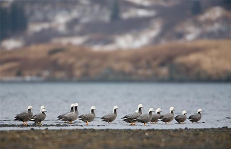 Photo of Emperor Goose