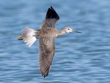Photo of a Greater Yellowlegs