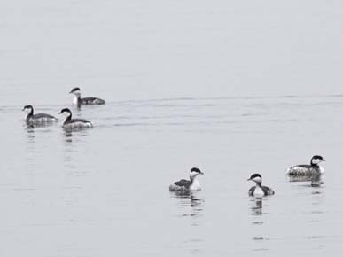 Photo of a Horned Grebe