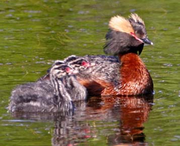 Photo of a Horned Grebe