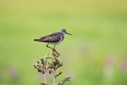 Photo of a Lesser Yellowlegs