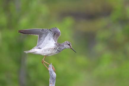 Photo of a Lesser Yellowlegs