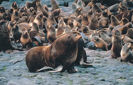 Photo of a Northern Fur Seal