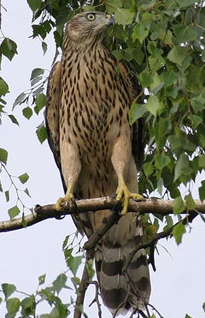 Photo of a Northern Goshawk