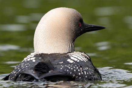 Photo of breeding Pacific loon by Lisa Hupp / USFWS