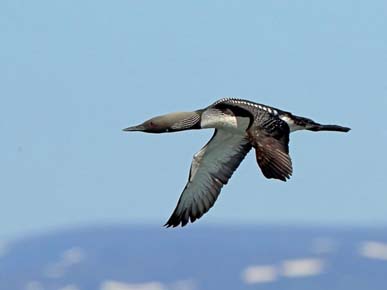 Photo of a Pacific Loon