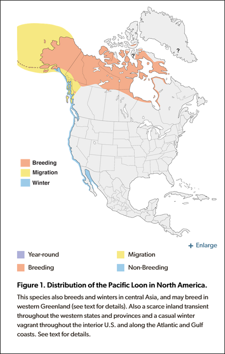Range map of Pacific Loon in Alaska