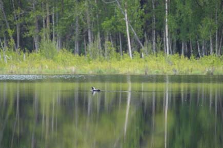 Photo of a Pacific Loon