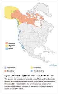 Pacific Loon range map