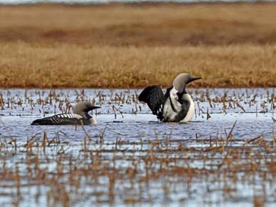 Photo of a Pacific Loon