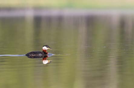 Photo of Red-necked Grebe by Arin Underwood / ADF&G