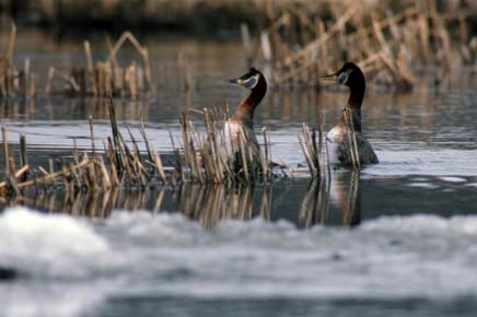 Photo of a Red-necked Grebe
