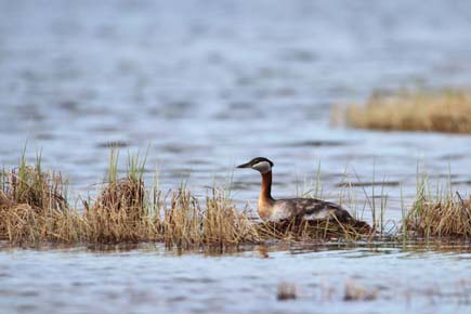 Photo of a Red-necked Grebe