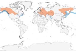 Red-necked Grebe range map