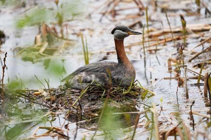 Photo of Red-necked Grebe on nest by Arin Underwood / ADF&G
