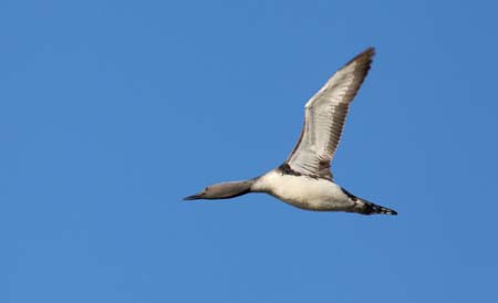 Photo of a Red-throated Loon