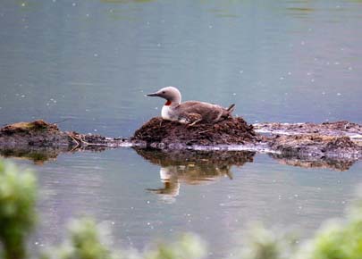 Photo of a Red-throated Loon