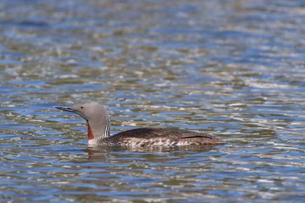 Photo of a Red-throated Loon