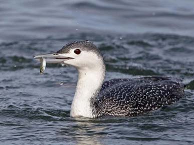 Photo of a Red-throated Loon