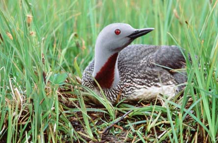 Photo of Red-throated Loon on nest by Dave Menke / USFWS