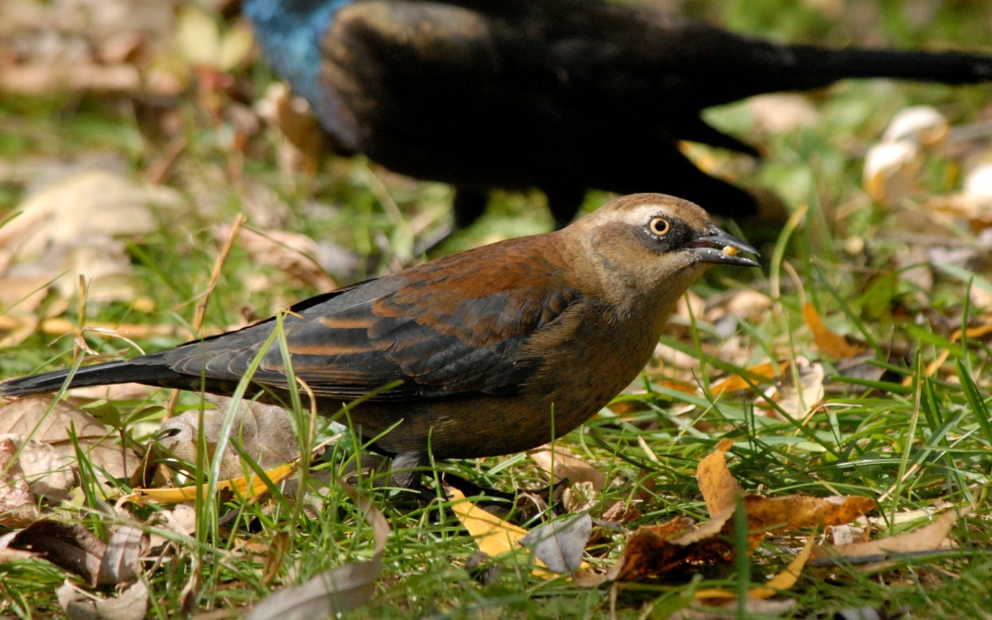 Photo of a Rusty Blackbird