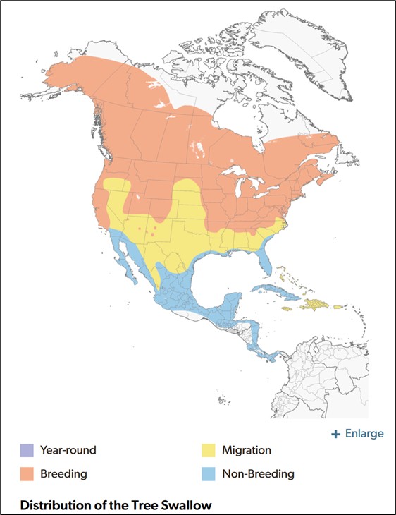 Range map of Tree Swallow in Alaska